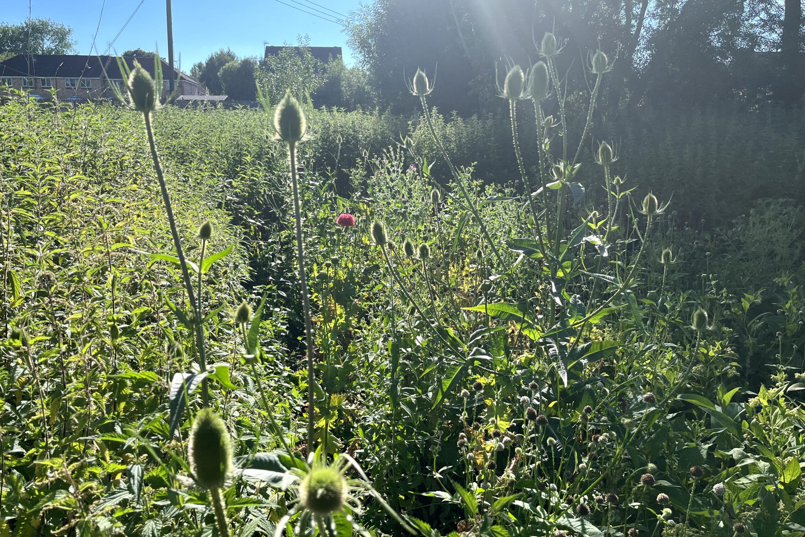 Our bee-friendly sites: Riverside Walk