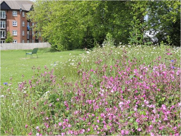Campion in the playing fields