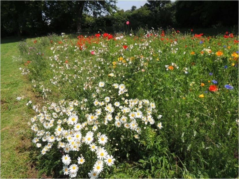A mix of white and red flowers in the playing field