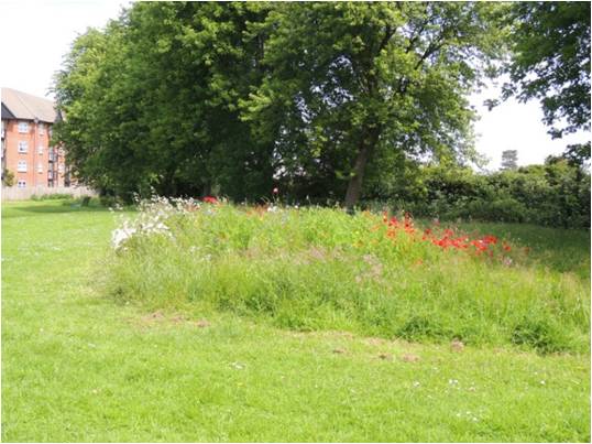 Long grass and wildflowers in the grass at the playing fields