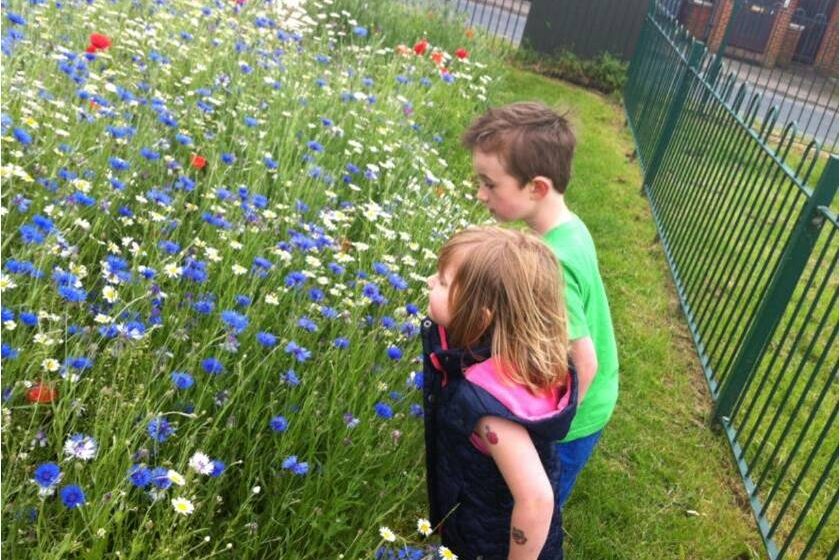 Our bee-friendly sites: Mill Road