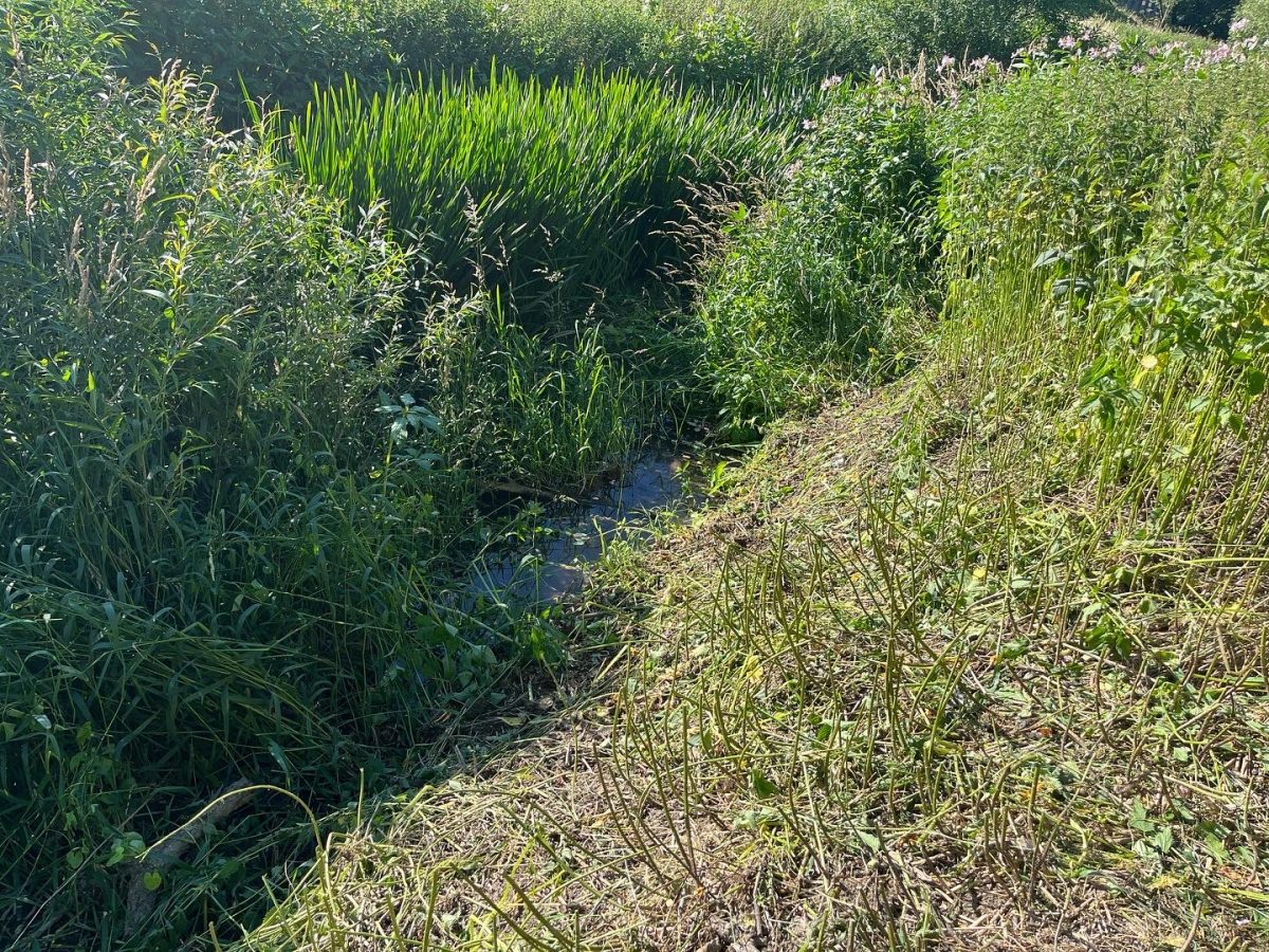 Our bee-friendly sites: River Ouzel