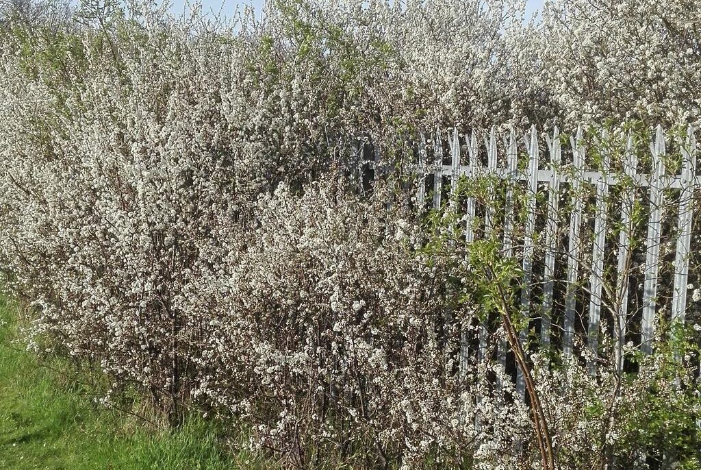 Our bee-friendly sites: Knaves Hill hedge