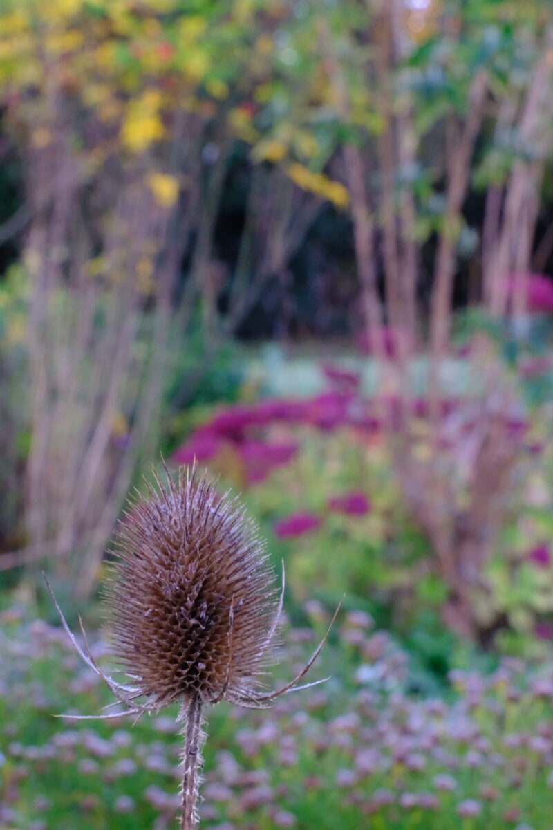 A large brown teasel seedhead in the foreground of some purple flowers