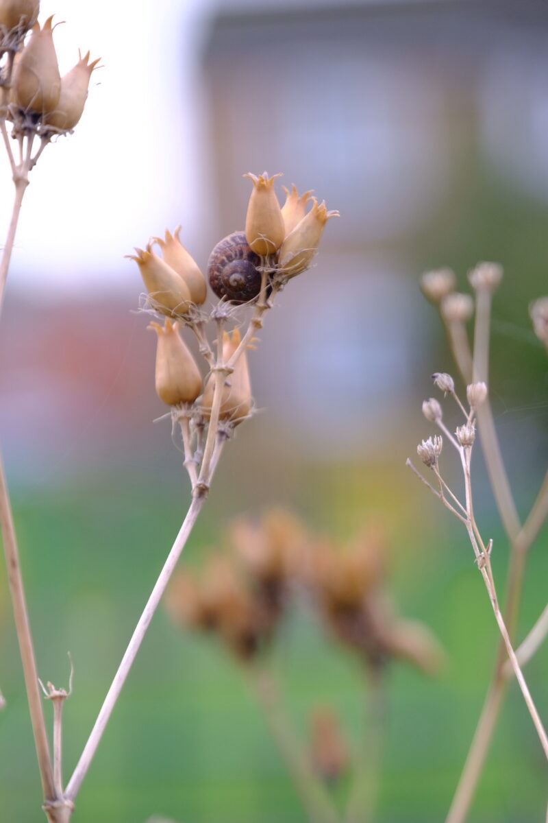A snail attached to a beige, dried seedhead